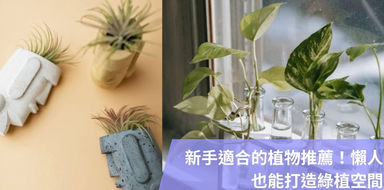 耐陰植物推薦