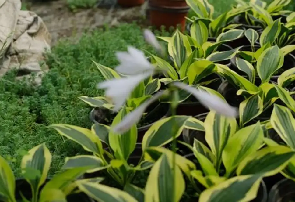 低光照室內植物