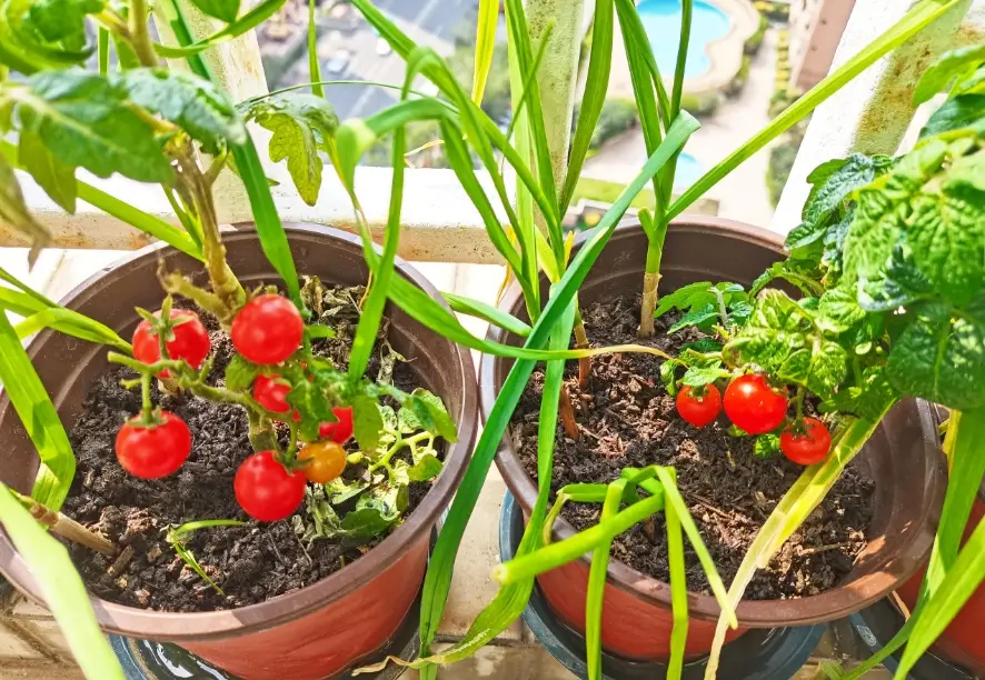 陽台種菜 盆器 介質