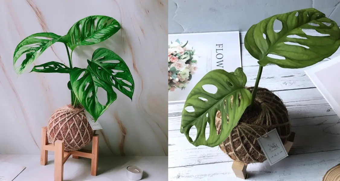 龜背芋爛根