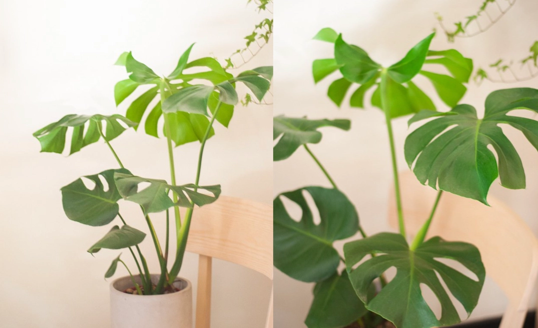 龜背芋照顧